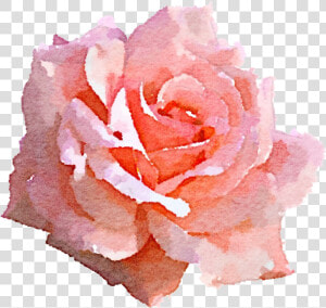 Clip Art Pink Rose Png   Pink Rose Watercolor Png  Transparent Png