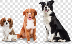 Woofpack Extra Dogs   Soft Coated Border Collie  HD Png Download