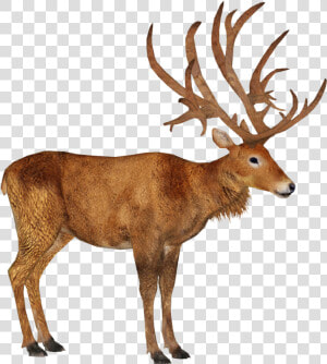Schomburgk S Deer M   Schomburgk  39 s Deer  HD Png Download