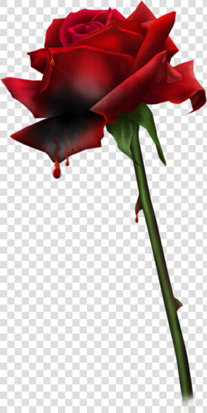  blood    bloody Rose bloody Roses goth goth Aesthetic rose roses red   Kanayan Gül Png  Transparent Png