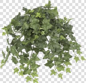 Png Free Stock Paul Web Logs Alternative   English Ivy  Transparent Png