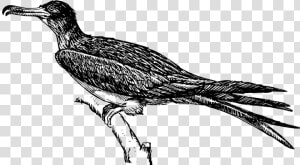 Bird Frigate Feathers   Wild Turkey Images Clip Art  HD Png Download