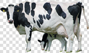 Holstein Cattle Calf Farm Livestock Dairy Transprent   Cow Images Hd Png  Transparent Png
