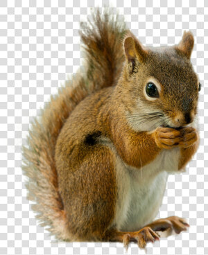 Squirrel Png Image   Transparent Transparent Background Squirrel  Png Download