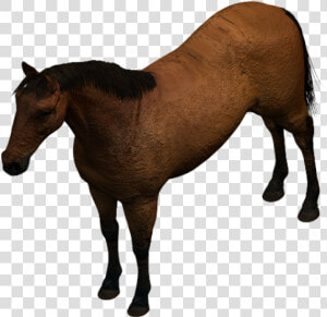 Horse 3ds Max Model   Revit Horse  HD Png Download