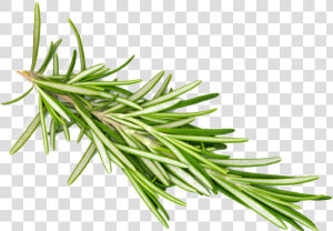 Rosemaryleaf transparent   Rosemary Png Transparent  Png Download