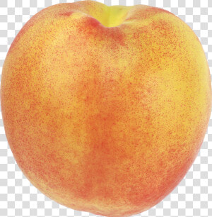 Peach Png Image   Peach Fruit Blank Background  Transparent Png