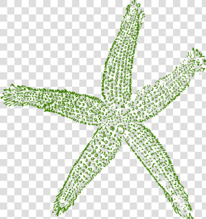 Dark Green Starfish Svg Clip Arts   Blue Starfish Transparent Background  HD Png Download