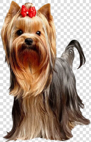 Cute Yorkshire Terrier Dog Transparent   Yorkshire Terrier Png Transparente  Png Download
