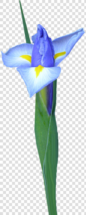 Dutch Iris  Bud  Flower   Dayflower  HD Png Download