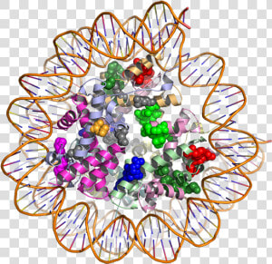 3d Model Of Proteins  HD Png Download