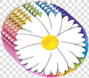 Daisy  3d  Element  Rainbow  Background  Petals  Floral   Chamomile  HD Png Download
