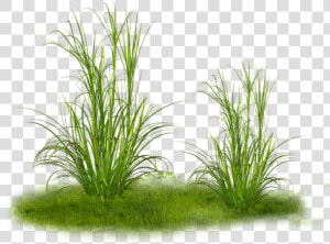  herbe  green  grass  plant   Transparent Dry Grass Png  Png Download