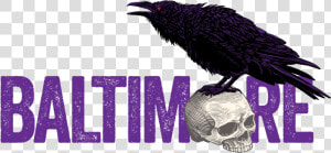 American Crow   Png Download   Sublime Fm  Transparent Png