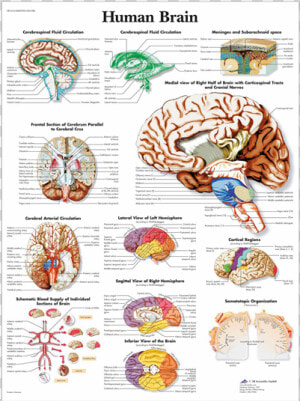 Anatomical Chart   Human Brain   Human Brain Anatomy Poster  HD Png Download
