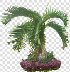 The Ocean  Palm Trees  Sand  Free Download Sharon Dixon    Transparent Jungle Plants  HD Png Download