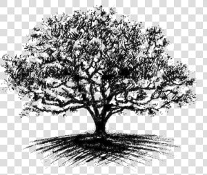 Oak Tree Drawing   Cool Oak Tree Drawings  HD Png Download