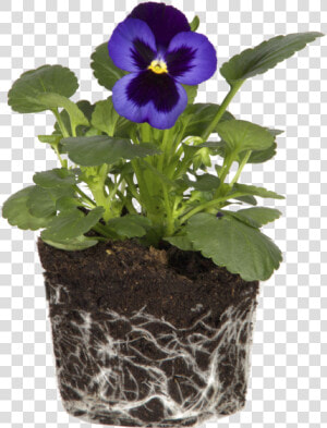 Violet   Pansy  HD Png Download