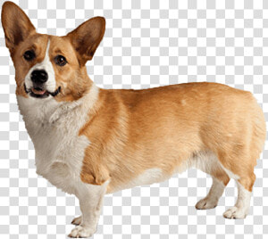 Corgi Png Background Image  Transparent Png