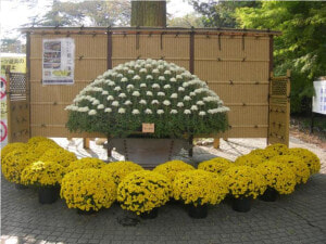 Chrysanths  HD Png Download