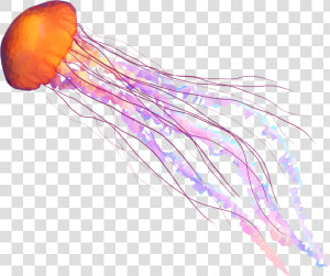 Clip Art Banner Stock Transparent   Jellyfish Png  Png Download