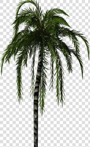 Clip Art Palm Tree Texture   Palm Tree Render Png  Transparent Png