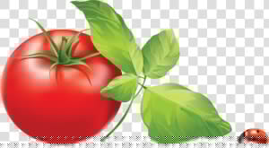 Tomato Png   Tomato Leaves Clip Art  Transparent Png