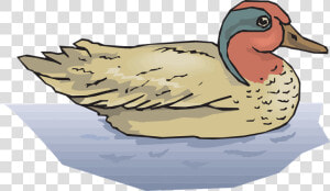 Duck   Mallard Ducks In Water Clipart  HD Png Download