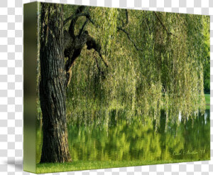 Clip Art Tree And Pond Meditation   Willow  HD Png Download
