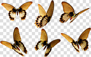 Flying Butterfly Png Free Download   Free Butterfly Png  Transparent Png