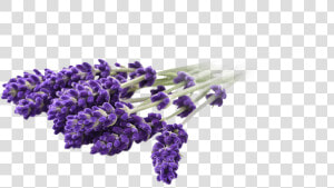 Lavandin   Social Cbd Lavender Vape  HD Png Download