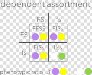 Picture1   Dependent Assortment Vs Independent Assortment  HD Png Download