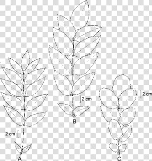 Variación En Las Hojas De Berberis Hartwegii Benth   Sketch  HD Png Download