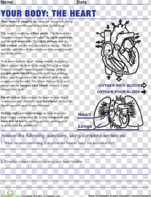 Life Science Worksheets High School  HD Png Download