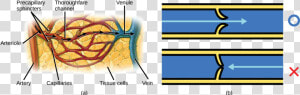 Blood Flow To Tissues  HD Png Download