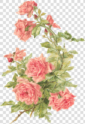 Wings Of Whimsy   Vintage Flowers Without Background  HD Png Download