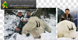 Monashee Outfitting Ltd   Mountain Goat  HD Png Download