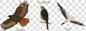 Red tailed Hawk  HD Png Download