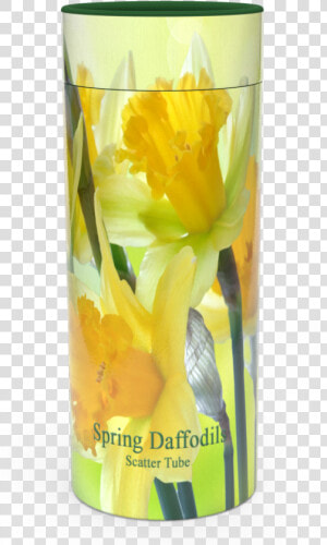 Narcissus  HD Png Download