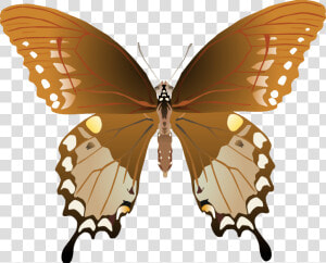 Butterfly Png Images Png   Papilio Troilus Male And Female  Transparent Png