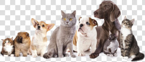 Foster Cats And Dogs  HD Png Download