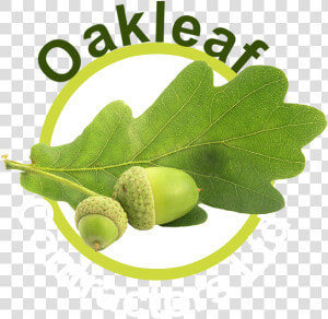 Oakleaf Contractors Ltd   Olive  HD Png Download