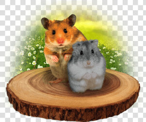 Hamster  HD Png Download