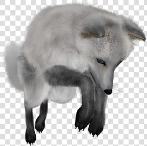 Download Fox Png Transparent Images Transparent Backgrounds   White Fox No Background  Png Download
