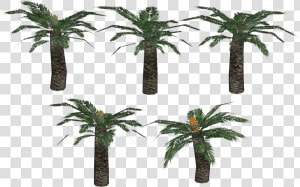 Plantas Prehistoricas Png  Transparent Png