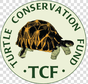 Turtle Conservation Fund  HD Png Download