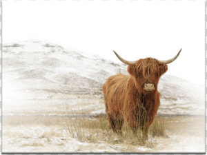 Yak   Highland Baby Cow Canvas  HD Png Download