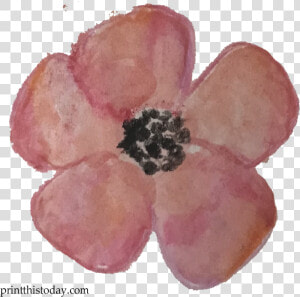 Watercolor Flower Clipart Free   Anemone  HD Png Download