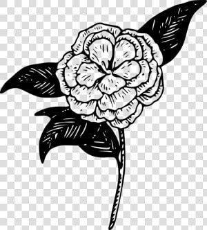 Camellia Clipart  HD Png Download