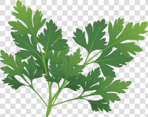 Spices And Herbs   Herbs Clipart  HD Png Download